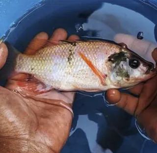 Alevin de tilapia issu d’une souche sélectionnée.