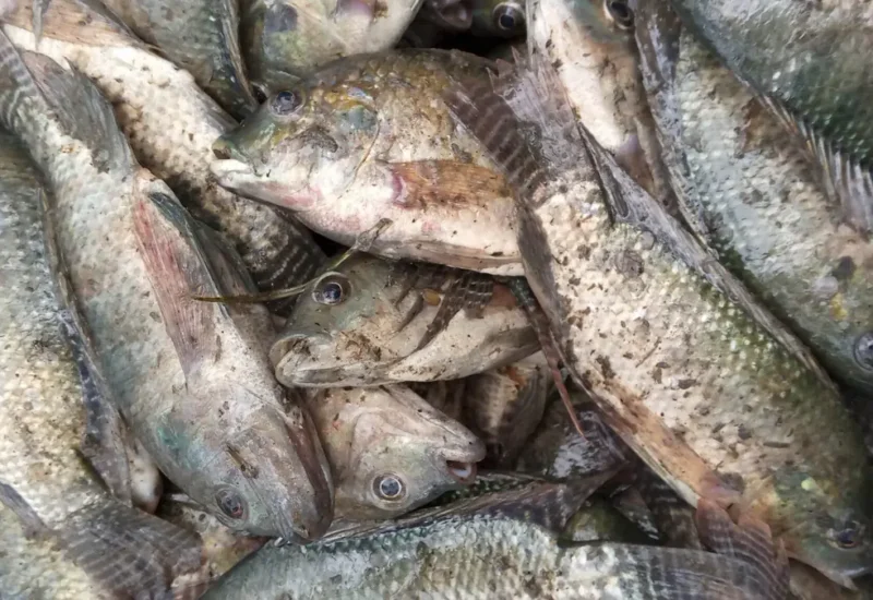 Récolte de tilapias issus d’un étang communautaire, prête au calibrage.